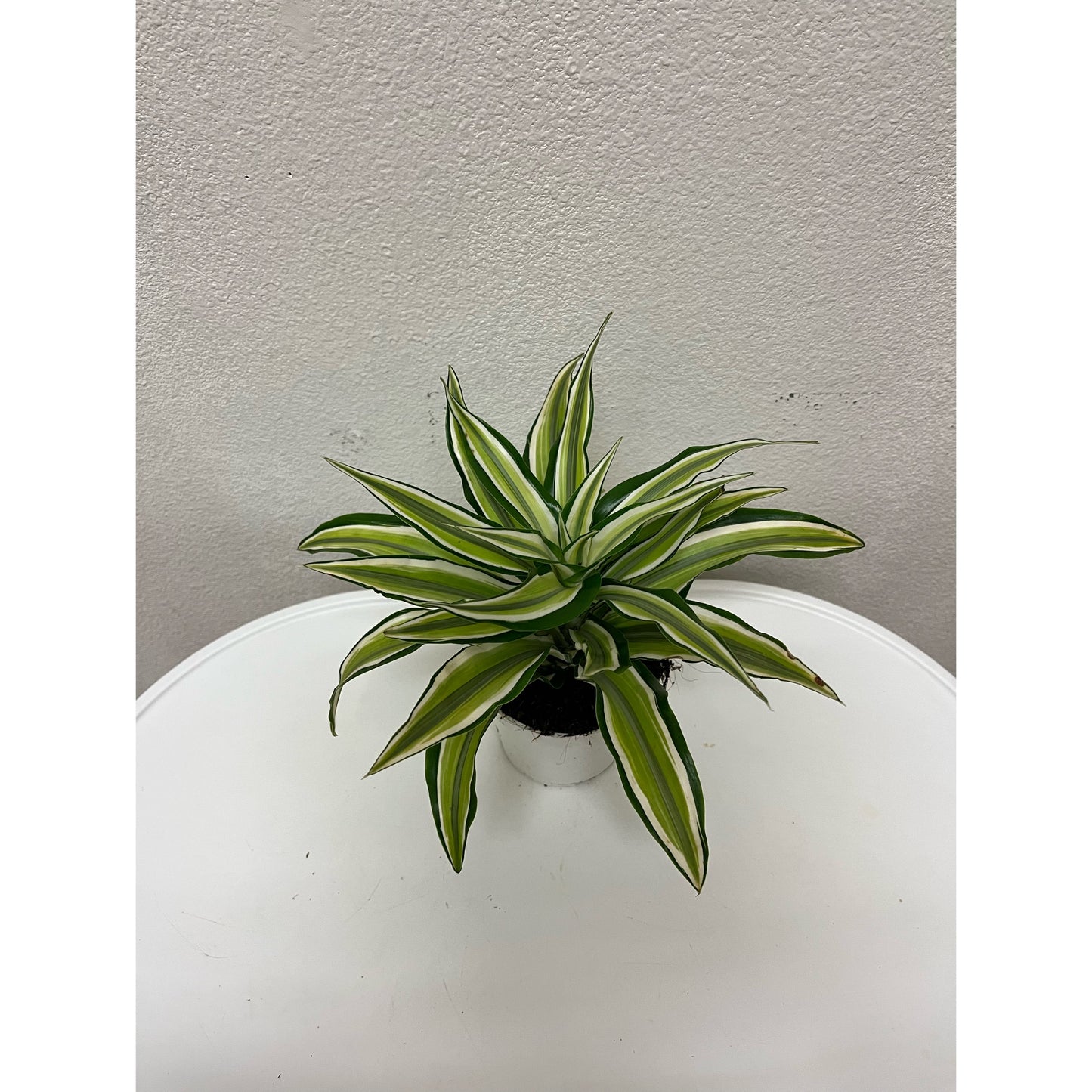 4” Green & White Dracaena “Tornado”