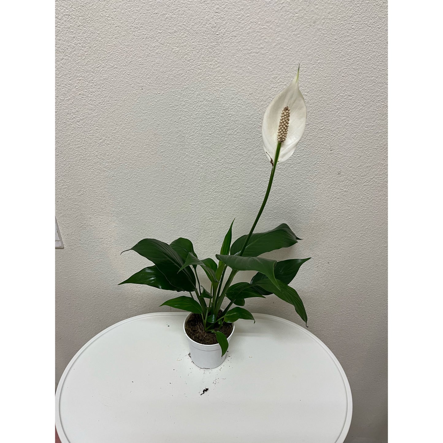 4” Spathiphyllum (“Peace Lily”)