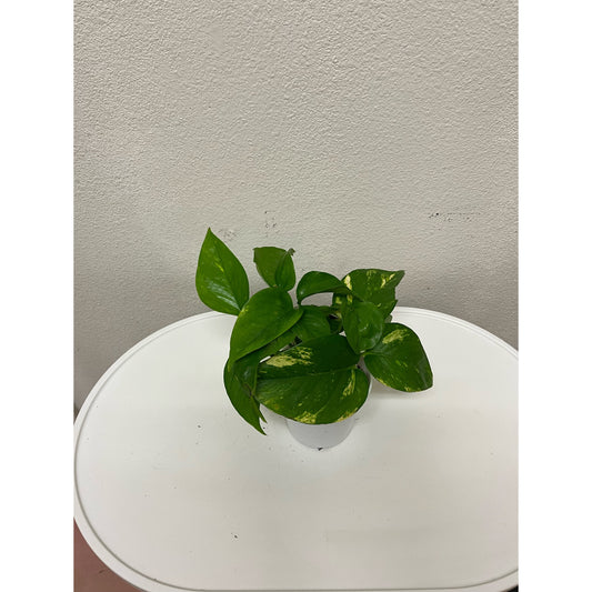 4” Pothos- Golden