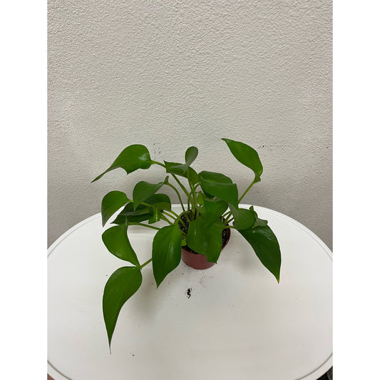 4” Pothos- Jade