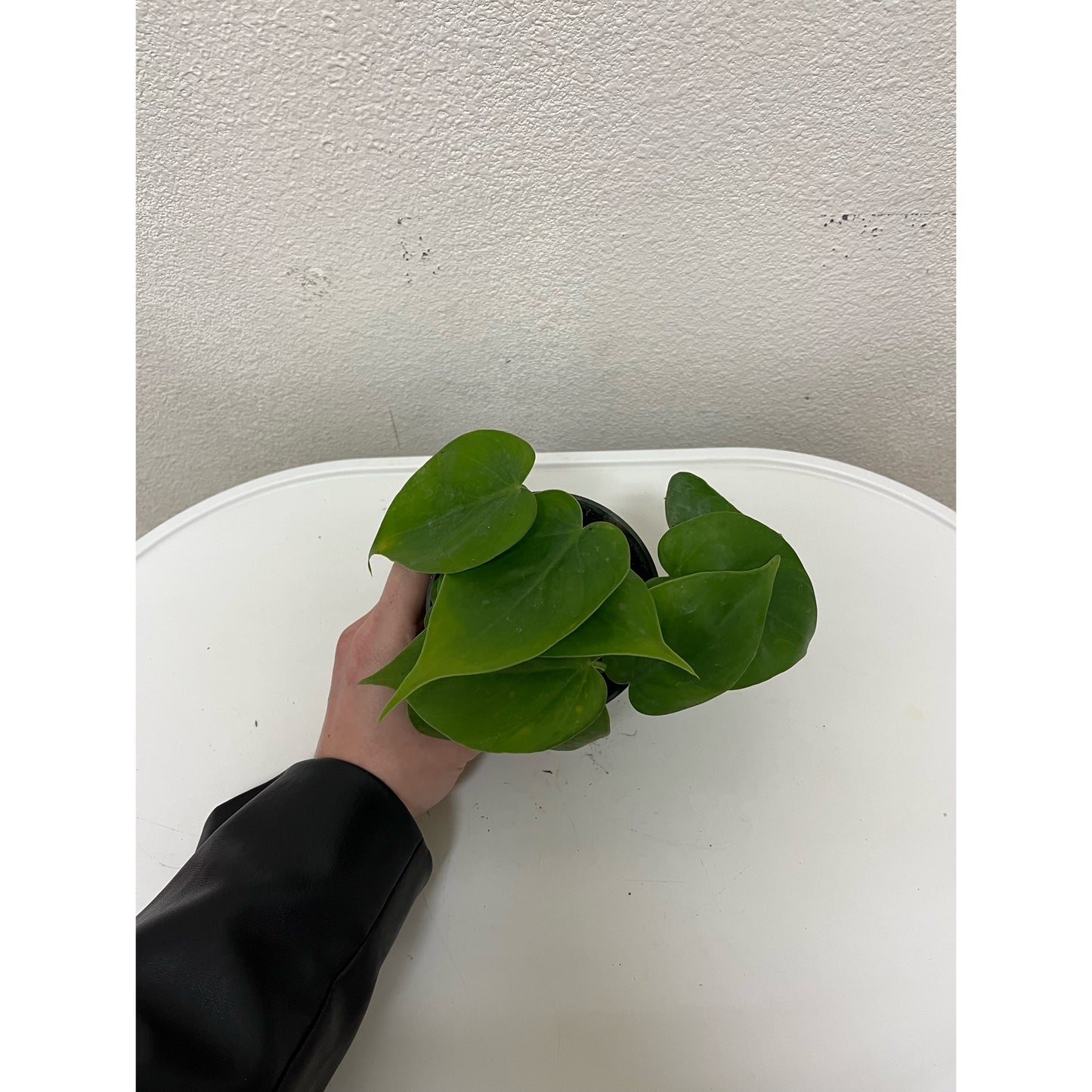 4” Philodendron Cordatum (Heartleaf)