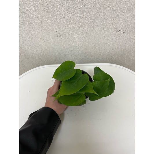 4” Philodendron Cordatum (Heartleaf)