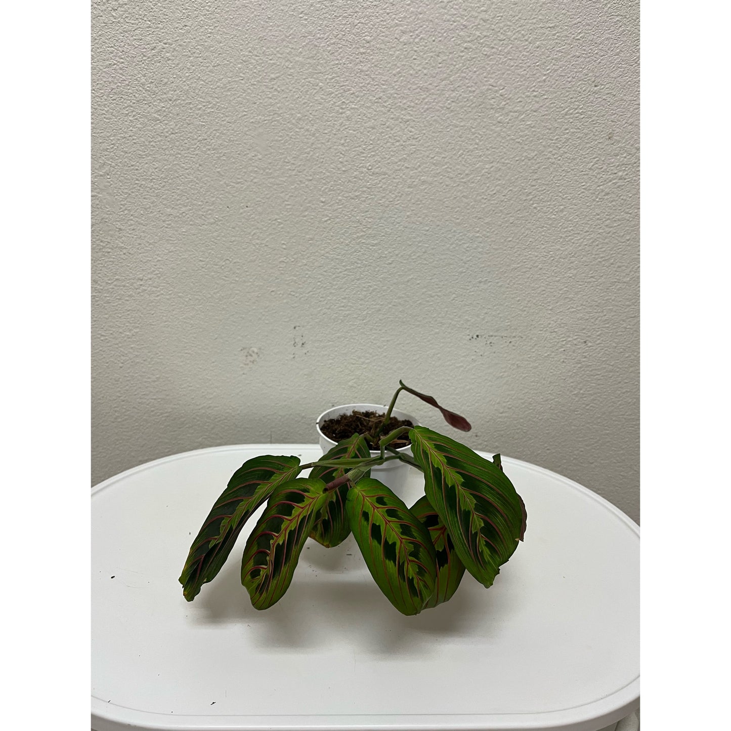 4” Maranta Ruby (“Prayer Plant”)