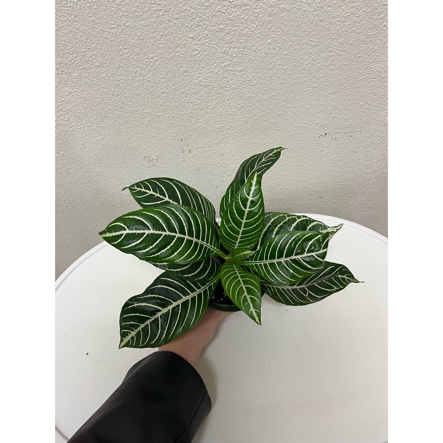 4” Zebra Plant (Aphelandra Squarrosa)