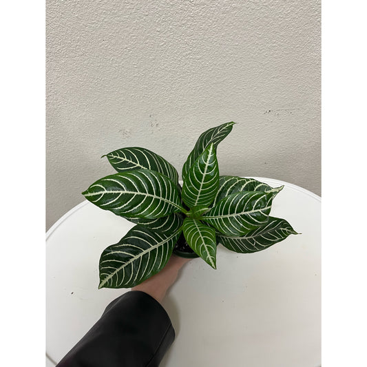 4” Zebra Plant (Aphelandra Squarrosa)