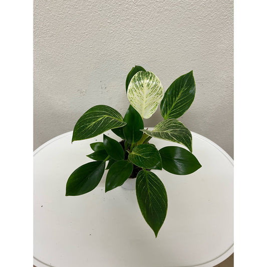 4” Philodendron Birkin