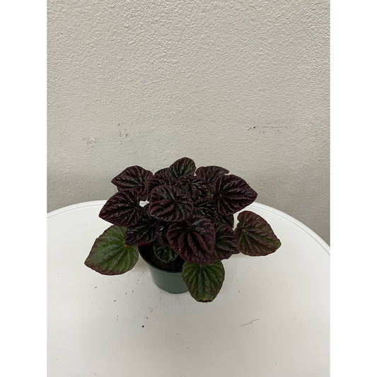 4” Red Luna Peperomia