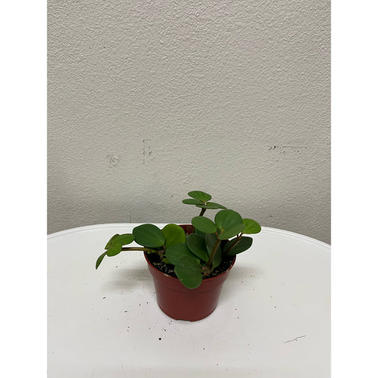 4” Peperomia Hope