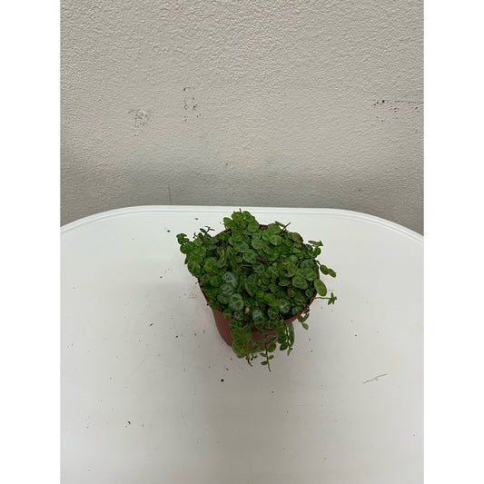 4” String of Turtles
