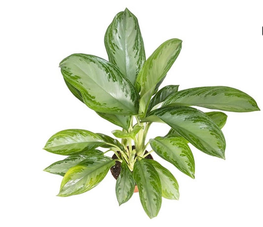 4” Aglaonema Silver Bay