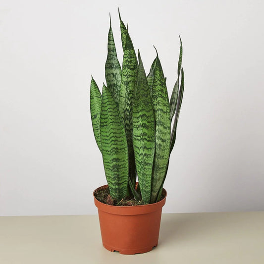 6” Sansevieria Zeylanica (“Snake Plant”)