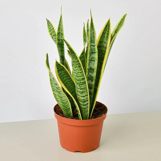6” Sansevieria Laurentii (“Snake Plant”)