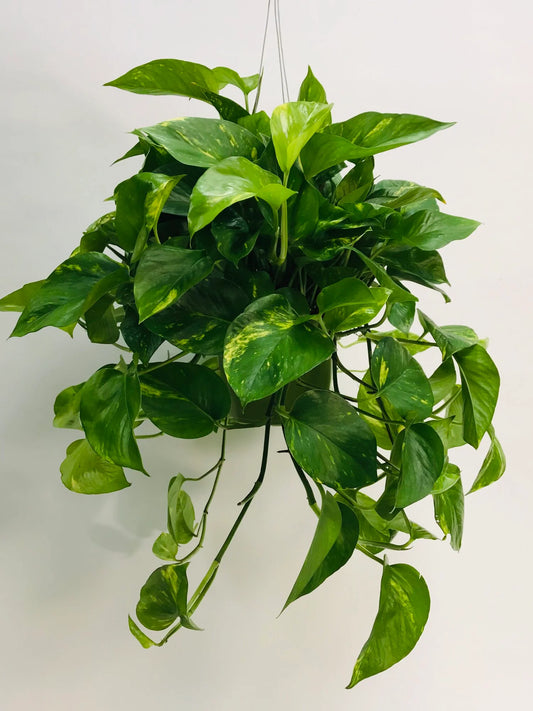 6” Pothos- Golden