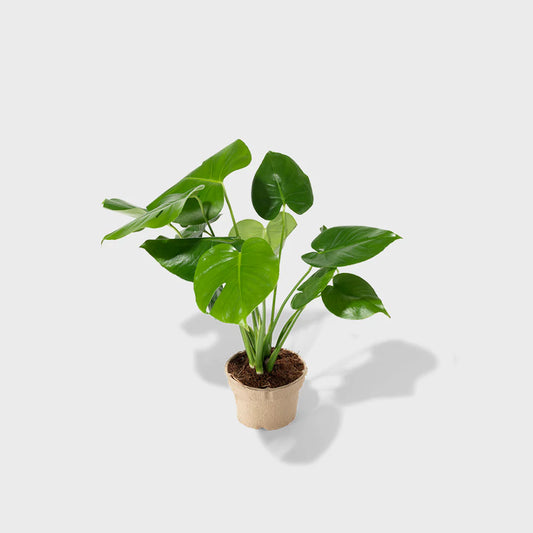 6” Monstera Deliciosa
