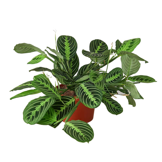 6” Maranta Lime (“Prayer Plant”)
