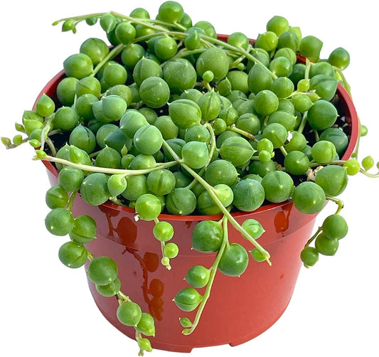 4” String of Pearls