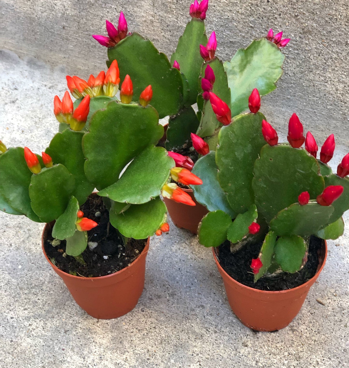 4” Easter Cactus