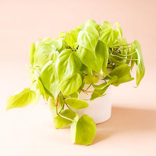 6” Philodendron Neon