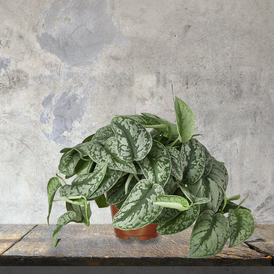 6” Scindapsus Exotica