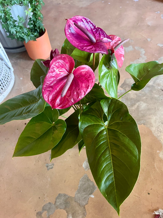 6” Anthurium