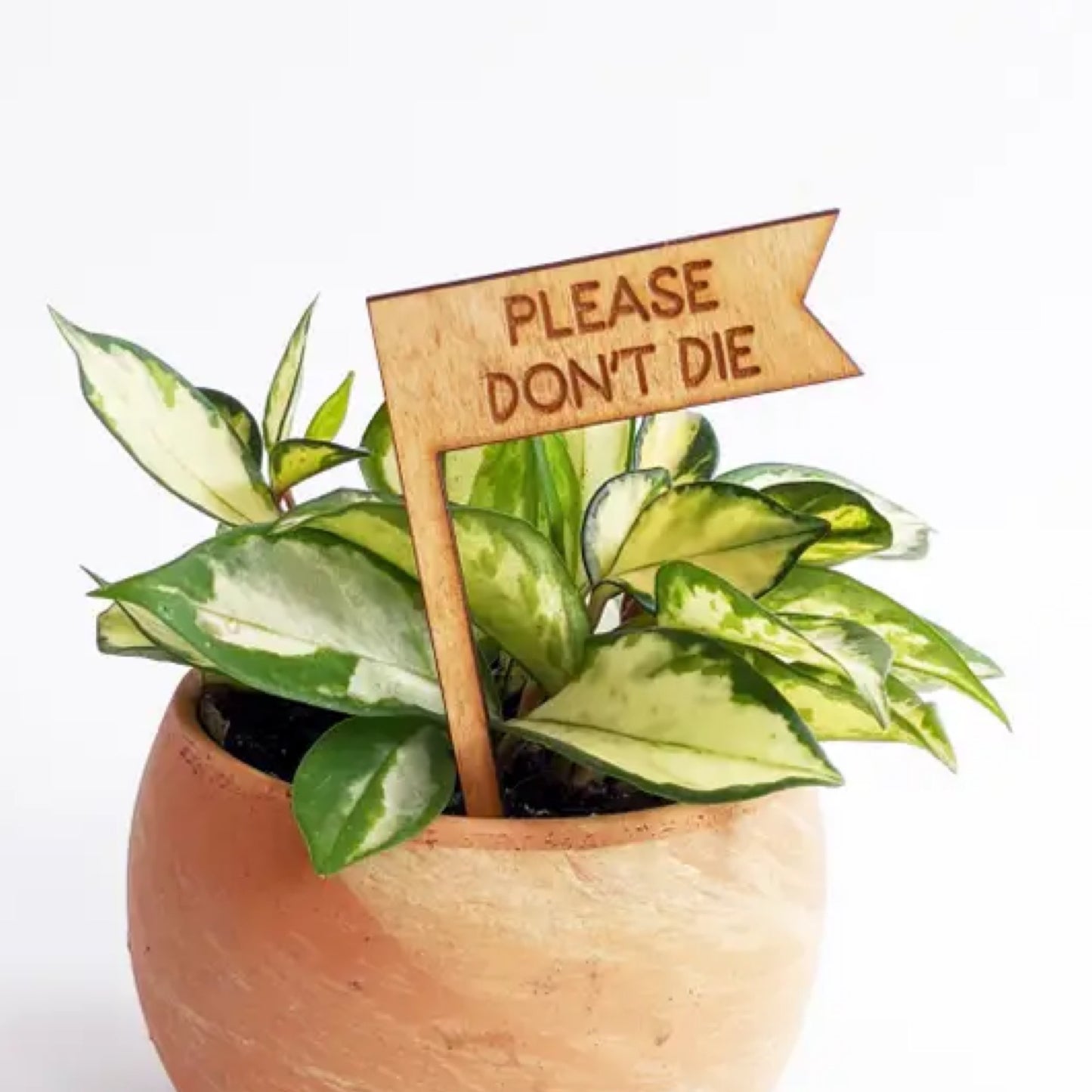 Savvie Studio Please Don’t Die Plant Stick