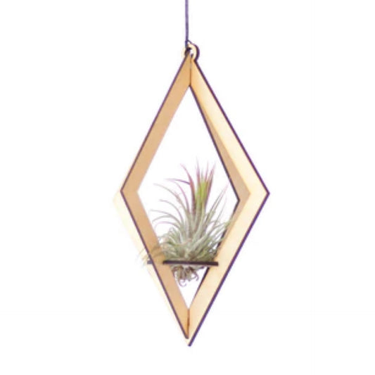 Savvie Studio - Air Plant Hanger